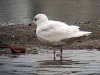 Goéland à ailes blanches Larus glaucoides