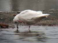 Goéland à ailes blanches Larus glaucoides