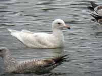 Goéland à ailes blanches Larus glaucoides