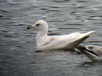 Goéland à ailes blanches Larus glaucoides