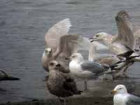 Goéland à ailes blanches Larus glaucoides