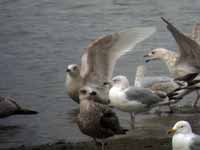 Goéland à ailes blanches Larus glaucoides