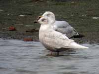 Goéland à ailes blanches Larus glaucoides