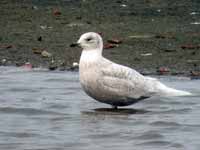 Goéland à ailes blanches Larus glaucoides