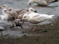 Goéland à ailes blanches Larus glaucoides