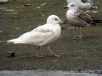 Goéland à ailes blanches Larus glaucoides