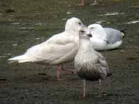 Goéland à ailes blanches Larus glaucoides