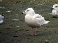 Goéland à ailes blanches Larus glaucoides