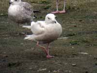 Goéland à ailes blanches Larus glaucoides