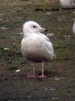 Goéland à ailes blanches Larus glaucoides