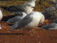 Goéland à ailes blanches Larus glaucoides kumlieni