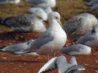 Goéland à ailes blanches Larus glaucoides kumlieni