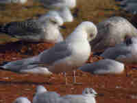 Goéland à ailes blanches Larus glaucoides kumlieni