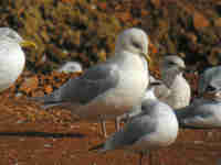 Goéland à ailes blanches Larus glaucoides kumlieni