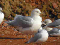 Goéland à ailes blanches Larus glaucoides kumlieni