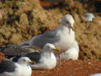 Goéland à ailes blanches Larus glaucoides kumlieni