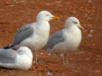 Goéland à ailes blanches Larus glaucoides kumlieni