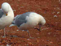 Goéland à ailes blanches Larus glaucoides kumlieni