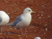 Goéland à ailes blanches Larus glaucoides kumlieni