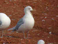 Goéland à ailes blanches Larus glaucoides kumlieni