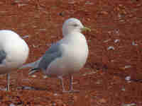 Goéland à ailes blanches Larus glaucoides kumlieni