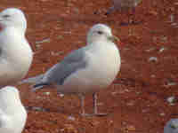 Goéland à ailes blanches Larus glaucoides kumlieni