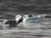 Goéland à ailes blanches Larus glaucoides kumlieni