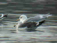 Goéland à ailes blanches Larus glaucoides kumlieni