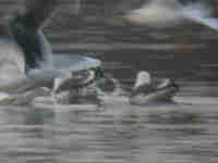 Goéland à ailes blanches Larus glaucoides kumlieni