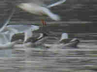 Goéland à ailes blanches Larus glaucoides kumlieni