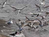 Goéland à ailes blanches Larus glaucoides kumlieni