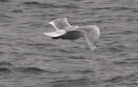 Goéland à ailes blanches Larus glaucoides kumlieni