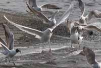 Goéland à ailes blanches Larus glaucoides kumlieni