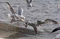 Goéland à ailes blanches Larus glaucoides kumlieni