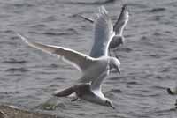 Goéland à ailes blanches Larus glaucoides kumlieni