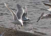 Goéland à ailes blanches Larus glaucoides kumlieni