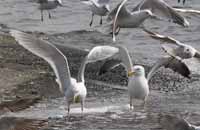 Goéland à ailes blanches Larus glaucoides kumlieni