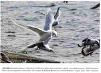 Goéland à ailes blanches Larus glaucoides kumlieni