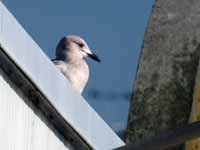 Goéland à ailes blanches Larus glaucoides