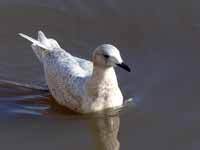 Goéland à ailes blanches Larus glaucoides