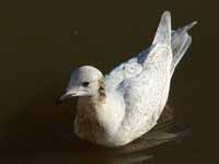 Goéland à ailes blanches Larus glaucoides