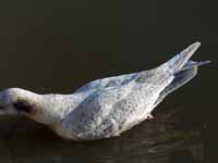 Goéland à ailes blanches Larus glaucoides