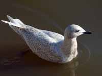 Goéland à ailes blanches Larus glaucoides