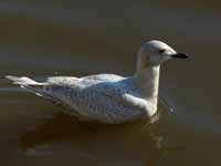 Goéland à ailes blanches Larus glaucoides