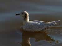 Goéland à ailes blanches Larus glaucoides