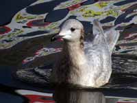 Goéland à ailes blanches Larus glaucoides