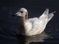 Goéland à ailes blanches Larus glaucoides