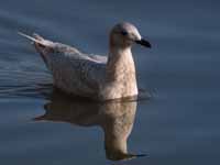 Goéland à ailes blanches Larus glaucoides