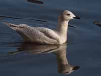 Goéland à ailes blanches Larus glaucoides