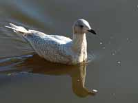 Goéland à ailes blanches Larus glaucoides